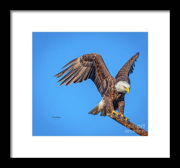 Eagles Framed Print featuring the photograph American Bald Eagle Incoming by DB Hayes