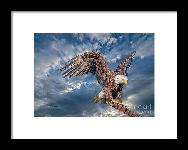 Eagles Framed Print featuring the photograph American Bald Eagle Incoming TWO by DB Hayes