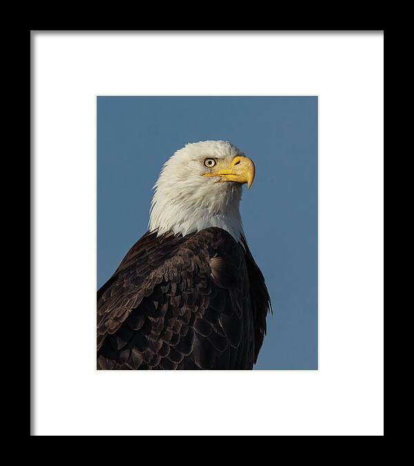 Raptor Framed Print featuring the photograph American Bald Eagle Portrait 2 by Rick Mosher