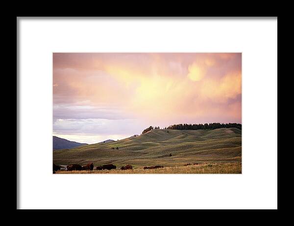 Scenics Framed Print featuring the photograph American Bison At Sunset Hayden Valley by Stephen Simpson