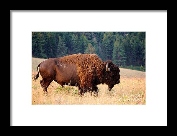 Symbol Framed Print featuring the photograph American Bison Buffalo Side Profile by Steve Boice