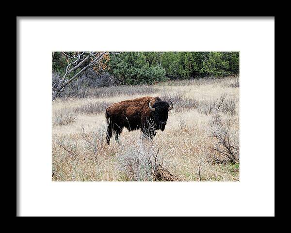 American Bison Framed Print featuring the photograph American Bison by Phyllis Taylor