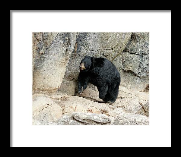 American Framed Print featuring the photograph American Black Bear by M Three Photos