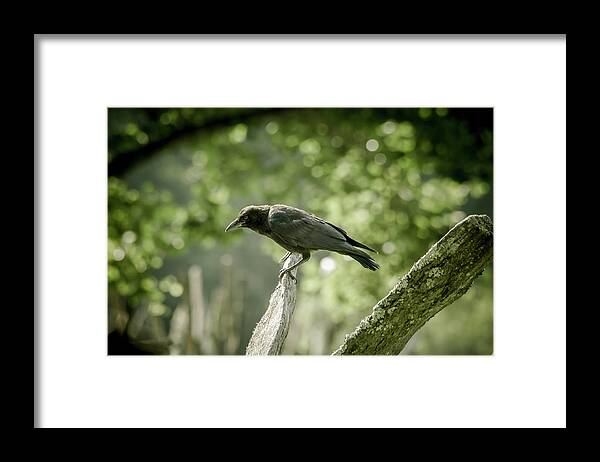Trees Framed Print featuring the photograph American Crow by Joe Leone