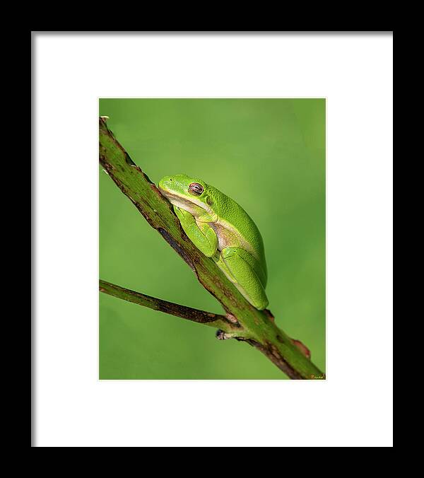 Nature Framed Print featuring the photograph American Green Tree Frog DAR033 by Gerry Gantt