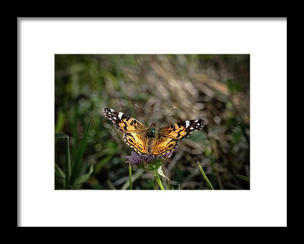 Betty Depee Framed Print featuring the photograph American Painted Lady by Betty Depee