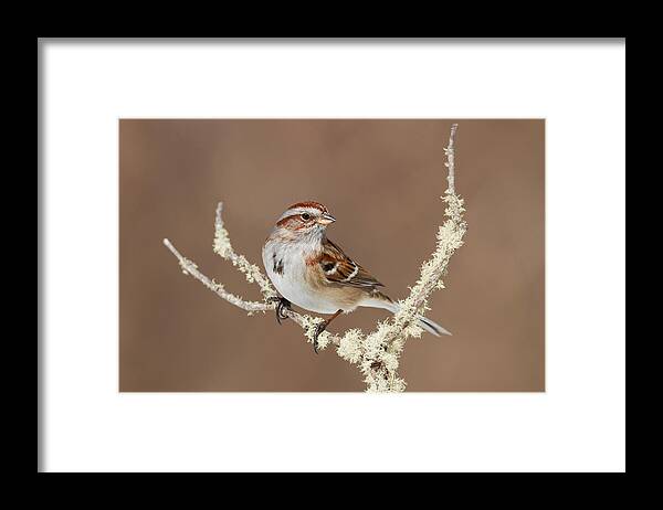 American Tree Sparrow Framed Print featuring the photograph American Tree Sparrow, Spizella Arborea by James Zipp
