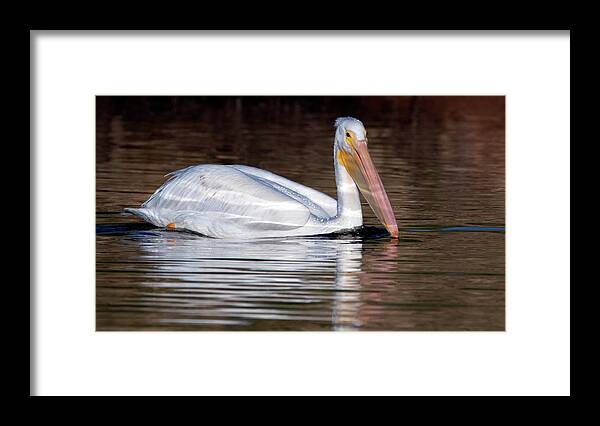 American White Pelican Framed Print featuring the photograph American White Pelican 2916-102919 by Tam Ryan