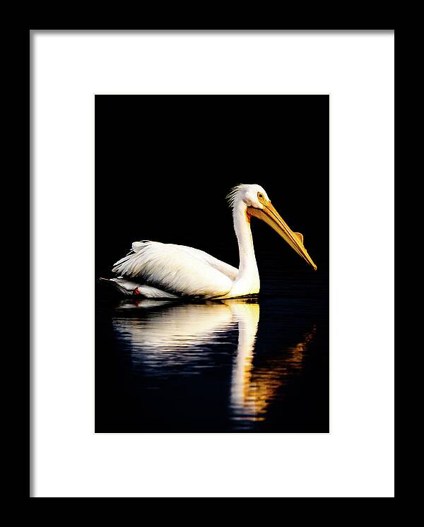 Birds Framed Print featuring the photograph American White Pelican by Norman Peay