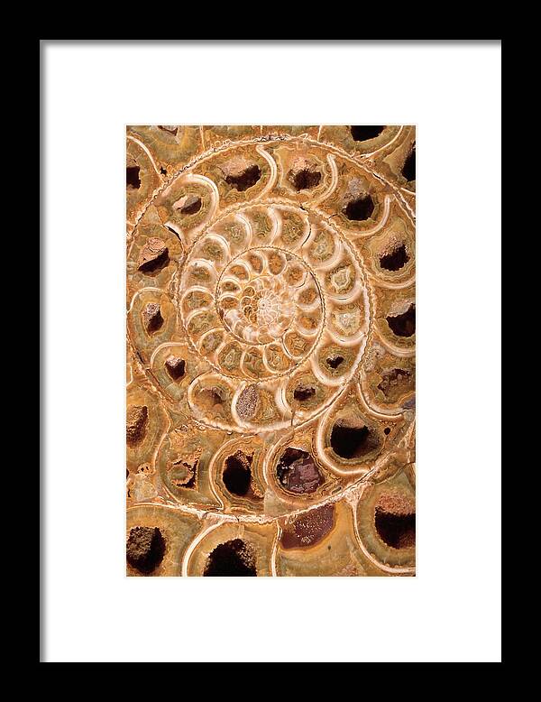 Wag Public Framed Print featuring the painting Ammonite I by Vision Studio