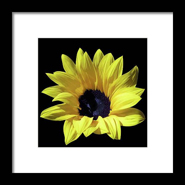 Sunflower Framed Print featuring the photograph An Amazingly Beautiful Sunflower In The Sunlight by Johanna Hurmerinta