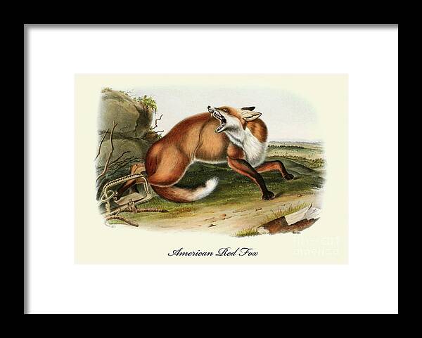 Fox Framed Print featuring the painting An American Red Fox Vintage Print by John James Audubon