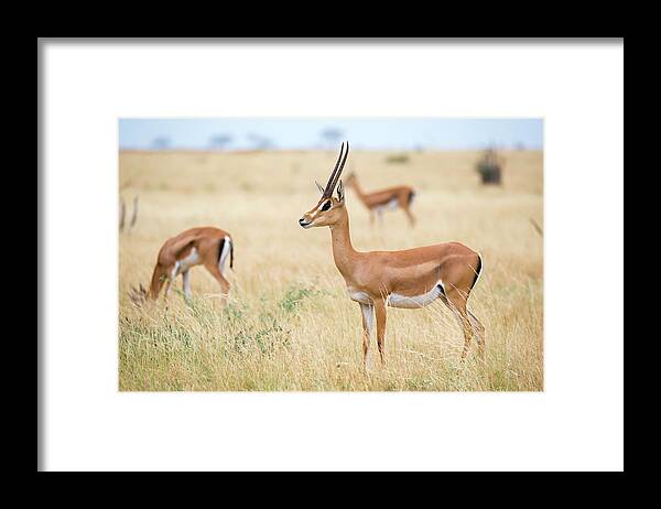 Kenya Framed Print featuring the photograph An Antelopes In The Grassland Of The Savannah Of Kenya by Cavan Images