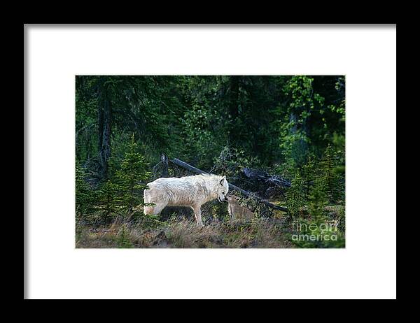 Dave Welling Framed Print featuring the photograph An Intimate Gray Wolv Moment Northwest Territories Canada by Dave Welling