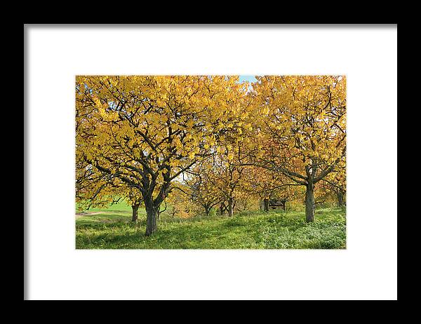 Scenics Framed Print featuring the photograph An Orchard Of Cherry Trees In Autumn by Cornelia Doerr