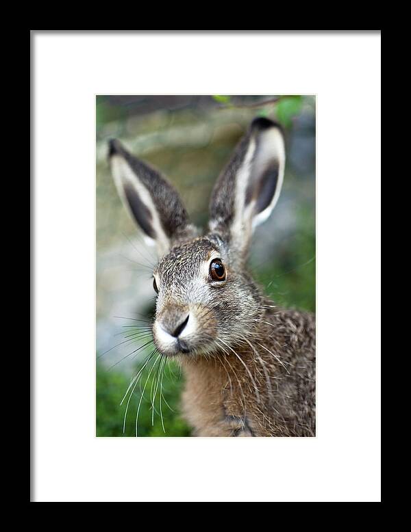 Grass Framed Print featuring the photograph An Up Close Image Of A Brown Baby Hare by Kerkla