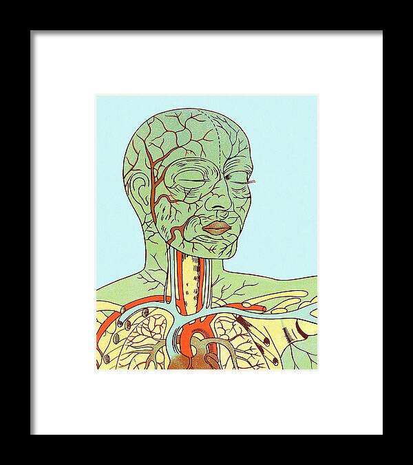 Anatomical Framed Print featuring the drawing Anatomy of Head and Chest by CSA Images