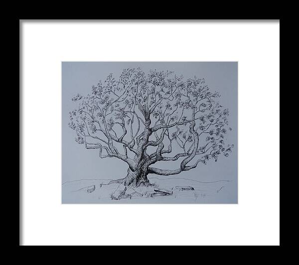 Tree Framed Print featuring the drawing Ancient Tree by Susan Anderson