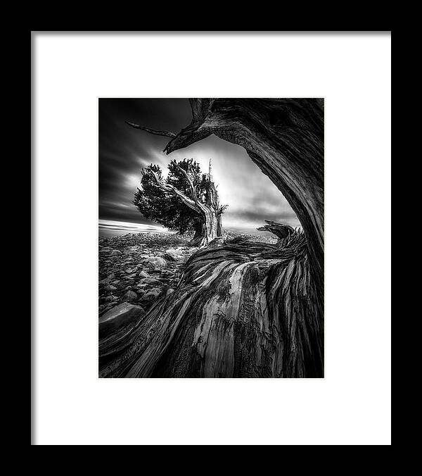 Landscape Framed Print featuring the photograph Ancient Trees by Aidong Ning