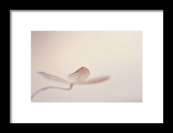 Blush Pink Framed Print featuring the photograph And Also by Michelle Wermuth