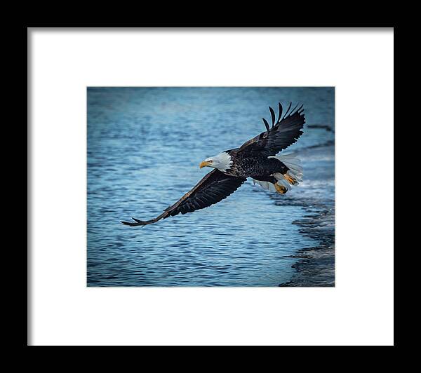 Eagle Framed Print featuring the photograph And Away We Go by Laura Hedien