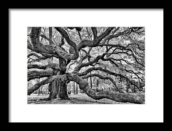 Mystical Angel Oak Tree Photograph by Louis Dallara - Pixels
