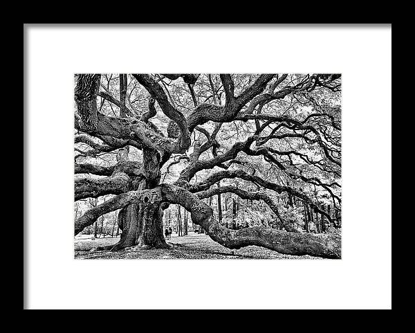Charleston Framed Print featuring the photograph Angel Oak Tree by Louis Dallara