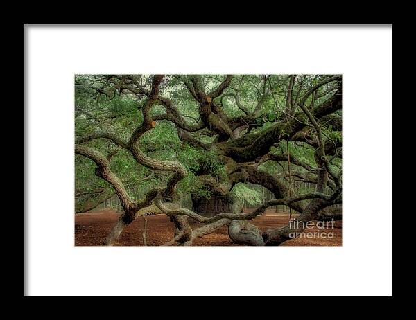 Angel Oak Tree Framed Print featuring the photograph Angel Time Curls by Dale Powell