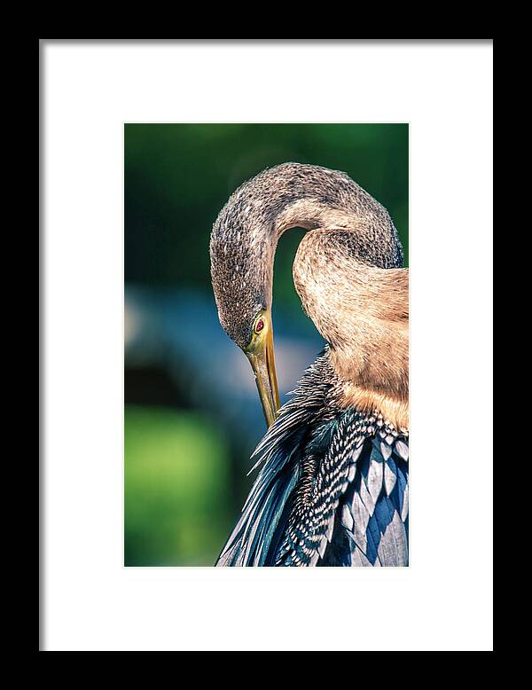 Anhinga Trail Framed Print featuring the photograph Anhinga Grooming by Donald Brown