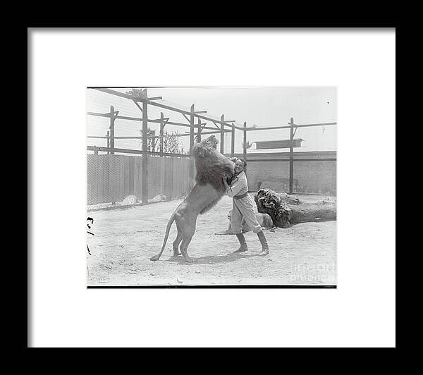 Milk Framed Print featuring the photograph Animal Trainer Wrestling A Lion by Bettmann