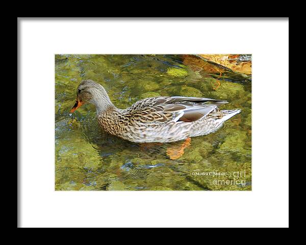 Duck Framed Print featuring the photograph Animals Collection No. A42 by Monica C Stovall