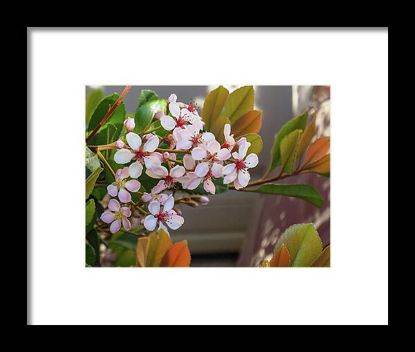 Flower Framed Print featuring the photograph Another Bloom 4 by C Winslow Shafer