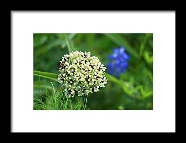 Insect Framed Print featuring the photograph Antelope Horn Wildflower And Milkweed by Kathy Van Torne