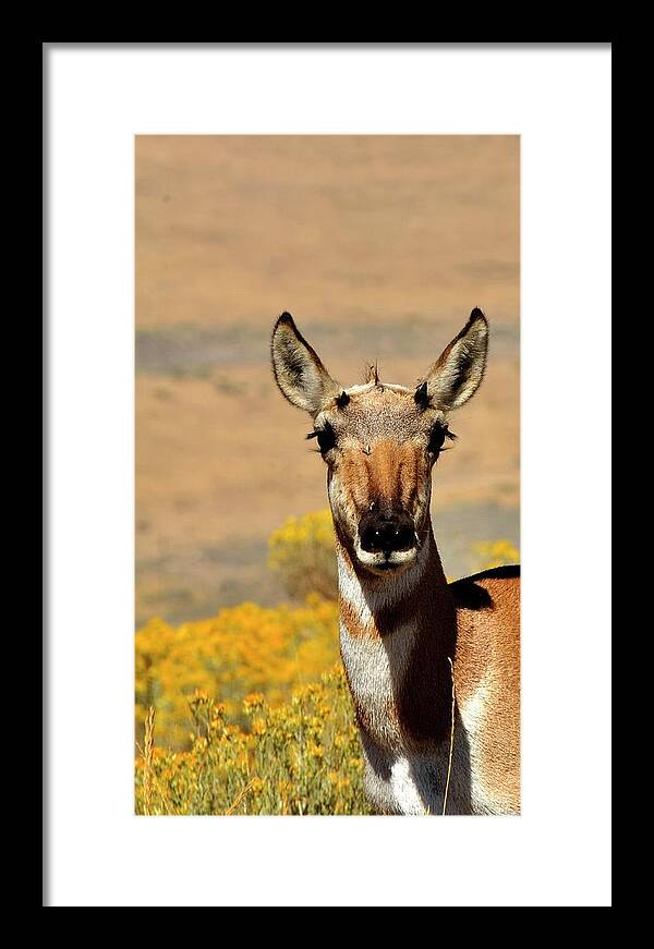 Antelope Framed Print featuring the photograph Antelope Sighting by Jerry Sodorff