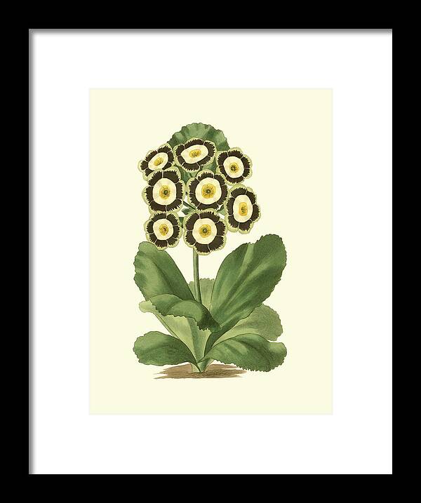 Botanical & Floral Framed Print featuring the painting Antique Primula IIi by Watts
