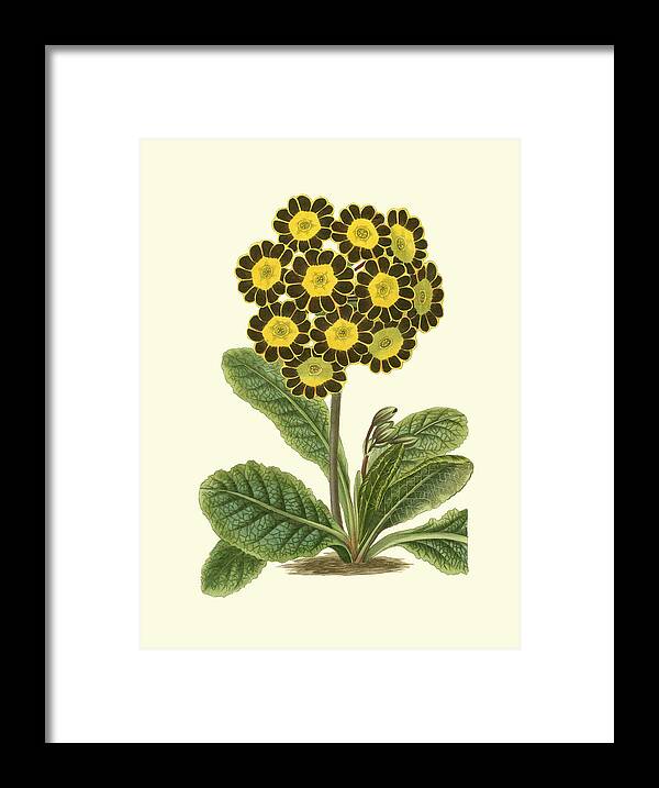 Botanical & Floral Framed Print featuring the painting Antique Primula Iv by Watts