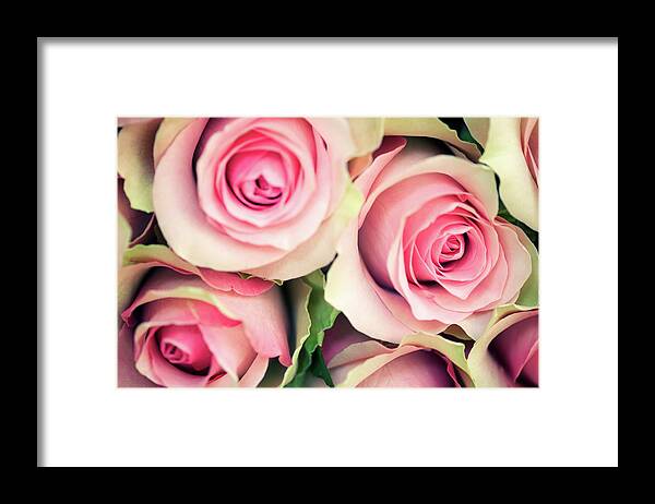 Bouquet Framed Print featuring the photograph Antique Roses Full Frame Selective Focus by Peskymonkey