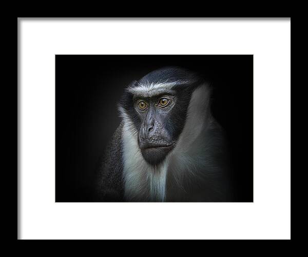 Animal Framed Print featuring the photograph Ape by Kamera