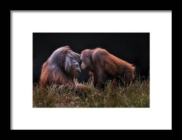 Orangutang Framed Print featuring the photograph Apes For Mates by Hugh Wilkinson