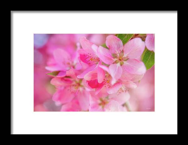 Apple Framed Print featuring the photograph Apple Blossom 5 by Leland D Howard