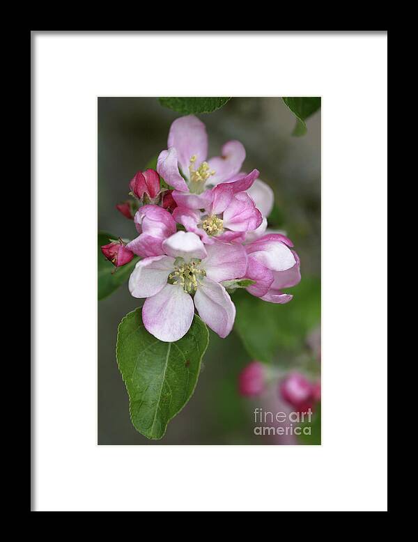 Malus X Domestica Framed Print featuring the photograph Apple Blossom (malus X Domestica) by Dr Keith Wheeler/science Photo Library