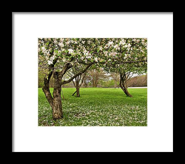 Spring Framed Print featuring the photograph Apple Orchard by Minnie Gallman