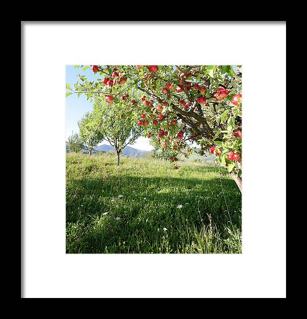 Season Framed Print featuring the photograph Apples On Branch by Alexandrumagurean