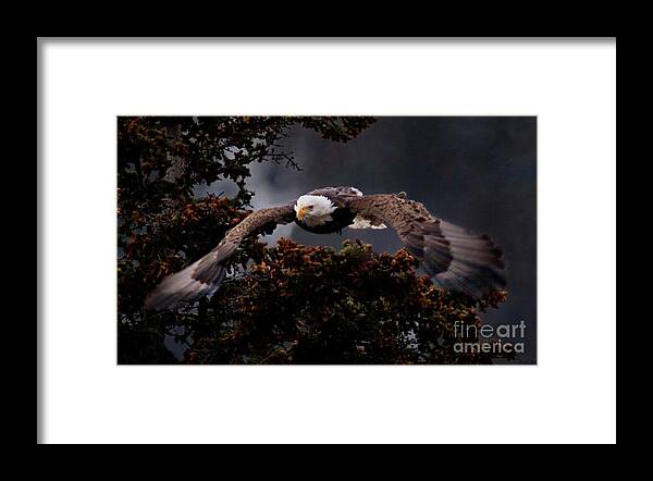 Haliaeetus Leucocphalus Framed Print featuring the photograph Approaching Eagle-signed-4476 by J L Woody Wooden