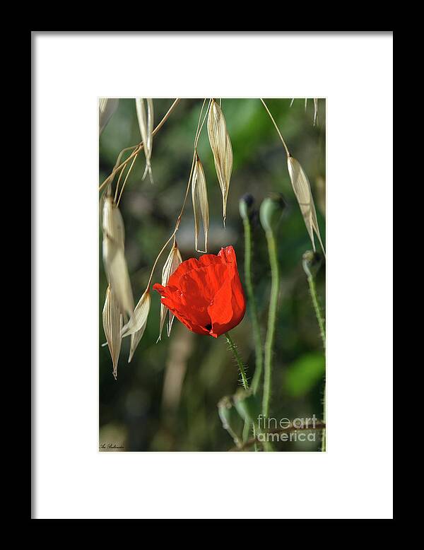 Stock Photos Framed Print featuring the photograph Approaching Summer Signs by Arik Baltinester