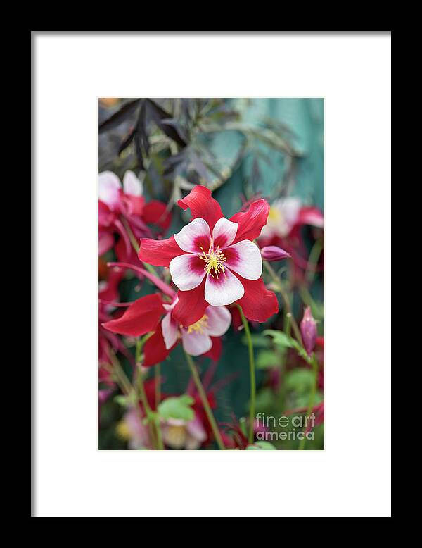 Aquilegia Swan Red And White Framed Print featuring the photograph Aquilegia Swan Red and White Flower by Tim Gainey