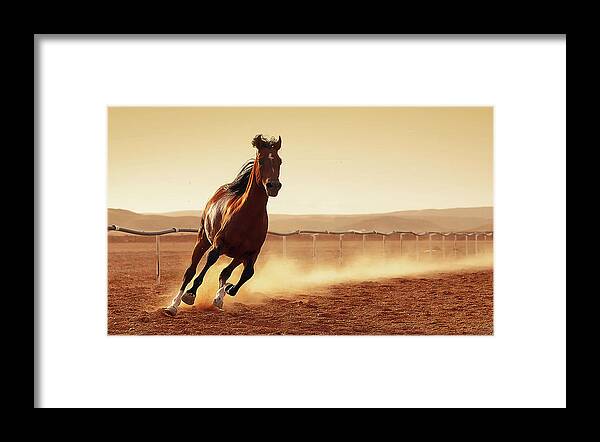 Horse Framed Print featuring the photograph Arabian Horse by Rashed Alsikhan