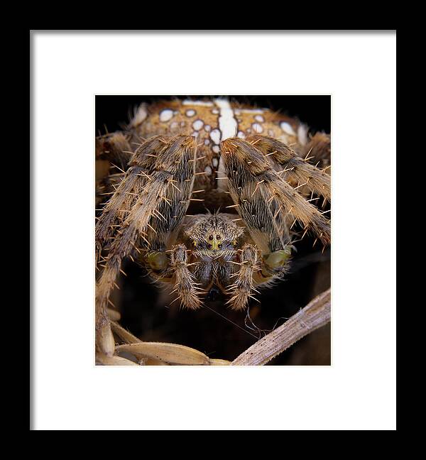 Spider Framed Print featuring the photograph Araneus Diadematus Spider Posing On His Web by Cavan Images