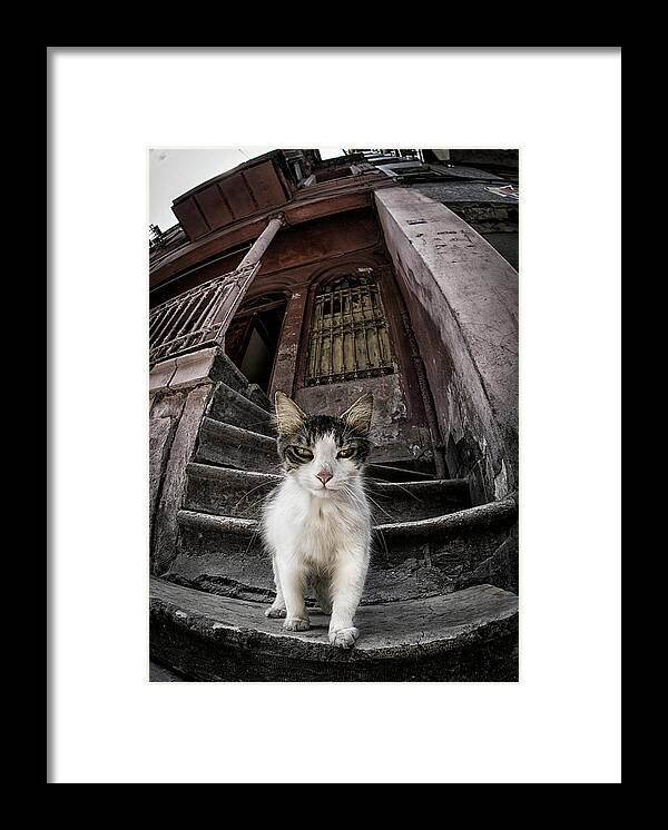Cat Framed Print featuring the photograph Are You Looking Someone? by Devrim nl