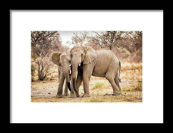  S Africa Framed Print featuring the photograph Arguing Elephants by Timothy Hacker